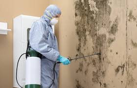 Mold Documentation for Insurance Claims in Brambleton, VA